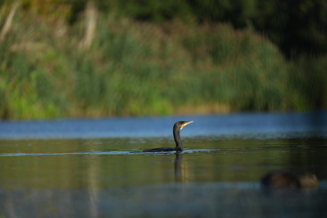 1/3200 s, f/4.5, ISO 400, 800 mm