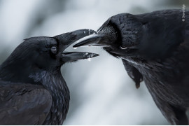 fot. Shane Kalyn, "The Intimate Touch", nagroda w kat. Behaviour: Birds / Wildlife Photographer of the Year 2021<br></br><br></br>Był środek zimy, początek sezonu lęgowego kruków. Shane leżał na zamarzniętej ziemi, próbując uchwycić szczegóły opalizującego upierzenia kruków na tle kontrastującego śniegu, gdy nastąpił ten intymny moment.<br></br><br></br>Kruki prawdopodobnie łączą się w pary na całe życie. Ta para wymieniała się prezentami – mchem, gałązkami i małymi kamyczkami – a także pieściła się i miękko ćwierkała do siebie nawzajem.