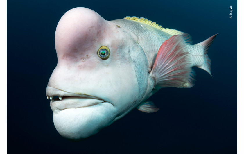 © Tony Wu - Wildlife Photographer of the Year