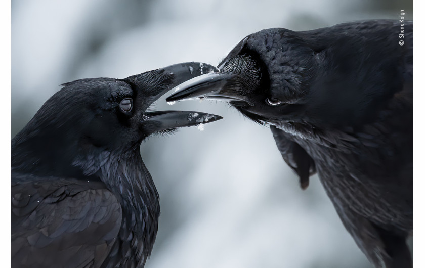 fot. Shane Kalyn, The Intimate Touch, nagroda w kat. Behaviour: Birds / Wildlife Photographer of the Year 2021Był środek zimy, początek sezonu lęgowego kruków. Shane leżał na zamarzniętej ziemi, próbując uchwycić szczegóły opalizującego upierzenia kruków na tle kontrastującego śniegu, gdy nastąpił ten intymny moment.Kruki prawdopodobnie łączą się w pary na całe życie. Ta para wymieniała się prezentami – mchem, gałązkami i małymi kamyczkami – a także pieściła się i miękko ćwierkała do siebie nawzajem.