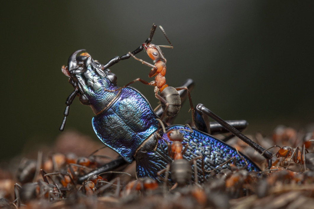 <strong>The Demolition Squad, fot. Ingo Arndt, Niemcy, Zwycięzca w kategorii: Behaviour: Invertebrates, Wildlife Photographer of the Year 2024
</strong><br/>
Ingo obserwował, jak czerwone mrówki drzewne rozcinają martwego już chrząszcza na kawałki wystarczająco małe, by zmieściły się przez wejście do ich gniazda.
Większość pożywienia czerwonych mrówek pochodzi ze spadzi wydzielanej przez mszyce, ale potrzebują one również białka. Są zdolne do zabijania owadów i innych bezkręgowców znacznie większych od nich samych dzięki przeważającej sile liczebnej.
<br/>
Canon EOS 5DS R + 100 mm f/2.8; 1/200 s, /f8; ISO 400; Canon Macro Twin Lite MT-24EX