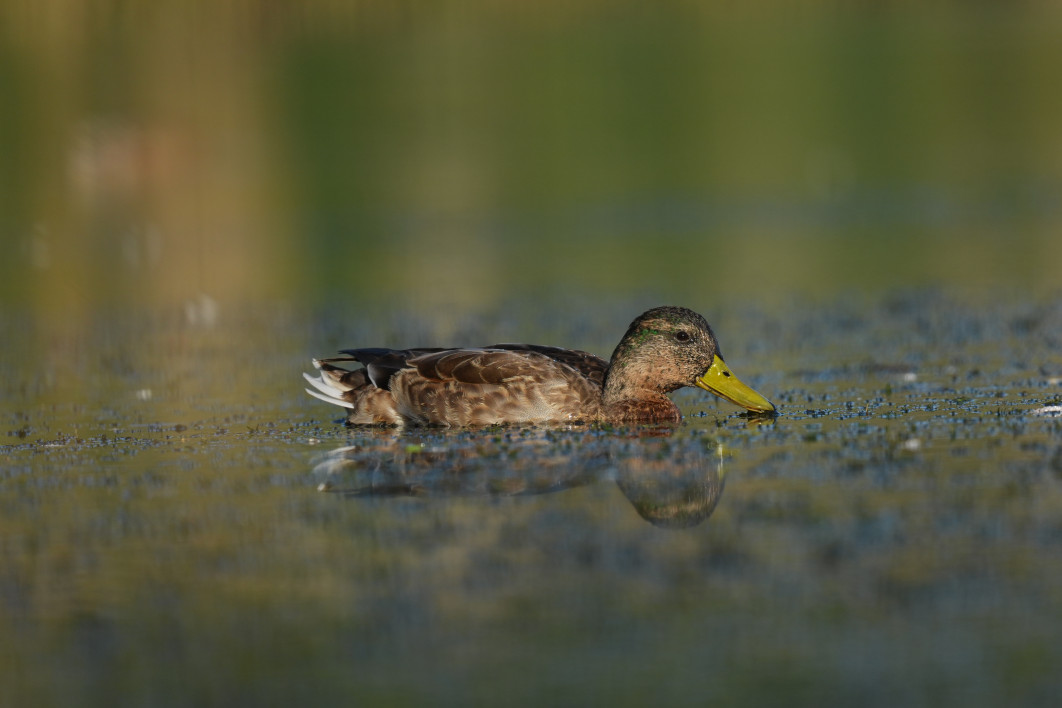 1/3200 s, f/4.5, ISO 400, 800 mm, crop APS-C