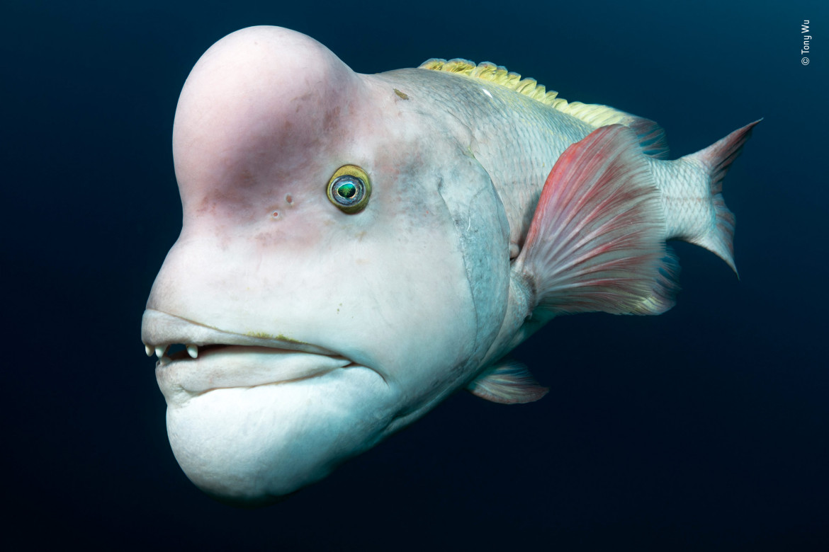 © Tony Wu - Wildlife Photographer of the Year