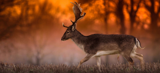 Sigma 60-600 mm f/4.5-6.3 DG DN Sports - opinia Wojciecha Sobiesiaka