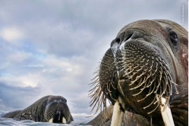 © Valter Bernadeschi - Wildlife Photographer of the Year