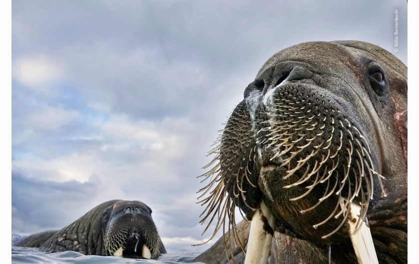 © Valter Bernadeschi - Wildlife Photographer of the Year