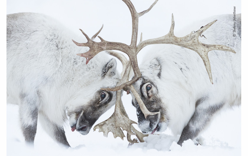 fot. Stefano Unterthiner, Head to Head, nagroda w kat. Behaviour: Mammals / Wildlife Photographer of the Year 2021Stefano podążał za tymi reniferami podczas rykowiska. Oglądając walkę, czuł się zanurzony w „zapachu, hałasie, zmęczeniu i bólu”. Renifery ścierały się z porożami, dopóki dominujący samiec (po lewej) nie przegonił rywala, zapewniając sobie możliwość rozmnażania się.Renifery są szeroko rozpowszechnione w Arktyce, ale ten podgatunek występuje tylko na Svalbardzie. Populacje są dotknięte zmianą klimatu - zwiększone opady marzną na ziemi, uniemożliwiając dostęp do roślin, które w normalnej sytuacji przykryte byłyby tylko miękkim śniegiem.