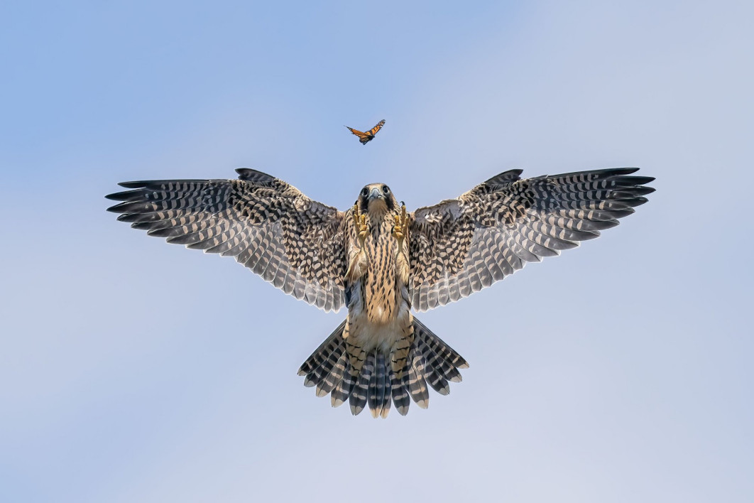 <strong>Practice Makes Perfect, fot. Jack Zhi, USA, Zwycięzca w kategorii: Behaviour: Birds, Wildlife Photographer of the Year 2024</strong><br/>
Jack Zhi z przyjemnością obserwuje młodego sokoła ćwiczącego swoje umiejętności łowieckie na motylu, nad jego gniazdem na klifie morskim.
Jack odwiedza ten obszar od ośmiu lat, obserwując stałą obecność jednego z ptaków i fotografując pisklęta. Tego dnia śledzenie akcji było wyzwaniem, ponieważ ptaki były bardzo szybkie.
Jeśli ten młody sokół wędrowny osiągnie dorosłość, testy wykazały, że będzie w stanie spaść na ofiarę z góry z prędkością ponad 300 kilometrów na godzinę.
<br/>
Sprzęt: Sony A9 II + 600 mm f/4 lens; 1/4000 s; f/5.6; ISO 640