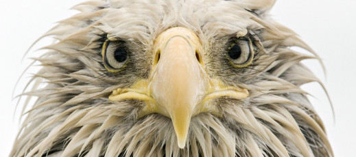 Wildlife Photographer of the Year 2017 - zdjęcia finalistów