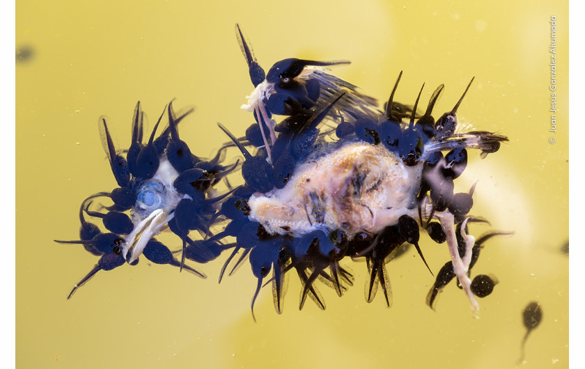 “The tadpole banquet”, fot. Juan Jesús Gonzalez Ahumada, Hiszpania 
Zwycięzca w kategorii “Behaviour: Amphibians and Reptiles”  
Juan Jesús Gonzalez Ahumada fotografował, jak kijanki ropuchy ucztują na martwym wróblu.  Dramat rozegrał się w pobliżu domu Juana, gdy świeżo opierzony wróbel wyleciał z gniazda na dachu sąsiada i wpadł do pobliskiego stawu, gdzie utonął. Juan musiał poczekać na odpowiedni moment, by pokazać w takiej formie kijanki i oko wróbla.  Kijanki ropuchy szarej mają zróżnicowaną dietę składającą się z glonów, roślinności i małych pływających bezkręgowców. Gdy rosną, stają się bardziej mięsożerne, więc gdy trafia się taka uczta, w pełni z niej korzystają.  
Lokalizacja: Ojén, Malaga, Hiszpania  
Szczegóły techniczne: Canon EOS R6 + Canon EF 100 mm f/2.8L Macro IS USM; 1/80 s; f5.6; ISO 320; pierścieniowa lampa błyskowa
