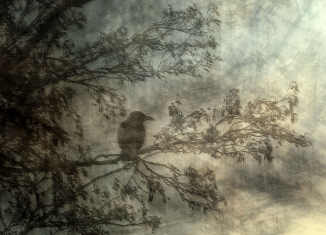 <strong>The Artful Crow, fot. Jiří Hřebíček, Czechy, Zwycięzca w kategorii: Natural Artistry, Wildlife Photographer of the Year 2024</strong><br/>
Jiří często odwiedza swój lokalny park w Bazylei, ponieważ jest to idealne miejsce do eksperymentowania z technikami fotograficznymi. Aby stworzyć malarski efekt siedzącej wrony, Jiří celowo poruszał aparatem w różnych kierunkach, używając długiego czasu otwarcia migawki.
Wrony to inteligentne ptaki, które z powodzeniem przystosowały się do życia obok ludzi, a ogrody i parki zapewniają im regularne dostawy pożywienia. W Szwajcarii występują na północ od Alp, a ich największe skupiska znajdują się w okolicach Bazylei.<br/>
Sprzęt: Canon EOS 5D Mark IV + 70–200 mm f/2.8 lens + telekonwerter 2x; 2 s, f/10; ISO 50; zmienny filtr ND