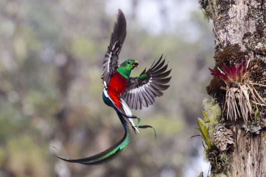 fot. Tyohar Kastiel, Resplendent Delivery, Wildlife Photographer of the Year 2017
