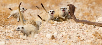 Wildlife Photographer of the Year 2018 - zobaczcie zdjęcia finalistów