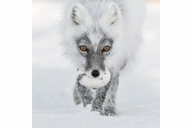 fot. Sergey Gorshkov, "Arctic Treasure", Wildlife Photographer of the Year 2017