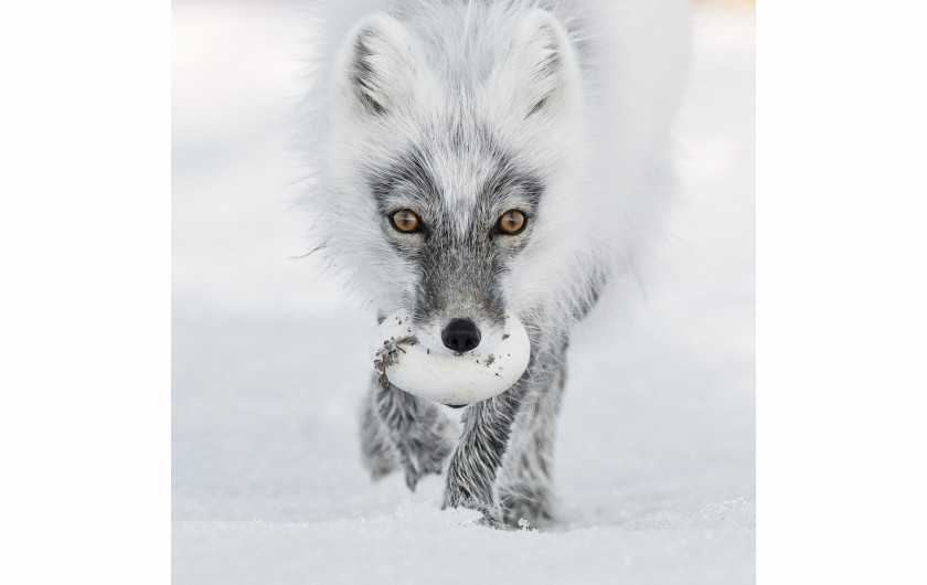 fot. Sergey Gorshkov, Arctic Treasure, Wildlife Photographer of the Year 2017