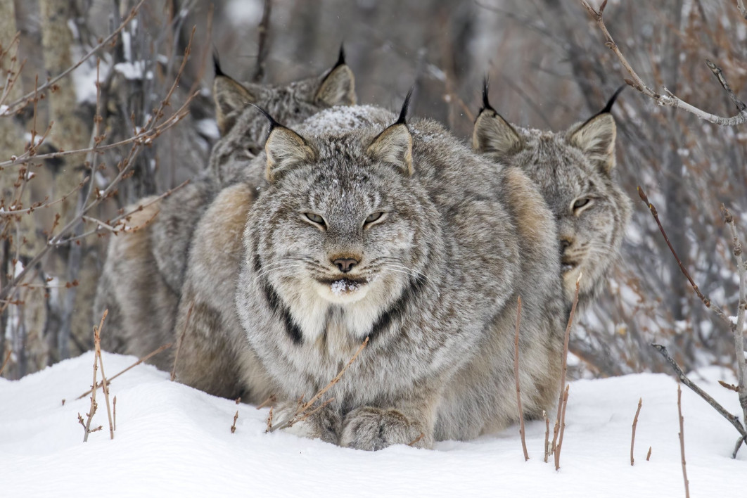 <strong>On Watch, fot. John E Marriott, Kanada, Zwycięzca w kategorii: Animal Portraits, Wildlife Photographer of the Year 2024
</strong><br/>
John E. Marriott uchwycił odpoczywającego rysia, za którym przed zimnym wiatrem schroniły się jego młode.
John śledził tę rodzinę przez prawie tydzień, nosząc rakiety śnieżne i lekki aparat fotograficzny, aby przedrzeć się przez zaśnieżone lasy. Kiedy świeże ślady doprowadziły go do grupy, zachował dystans, aby upewnić się, że im nie przeszkadza.
Liczebność rysi zwykle odzwierciedla naturalne wahania populacji ich głównego pożywienia, zająca amerykańskiego. Wraz ze zmianami klimatycznymi zmniejszającymi pokrywę śnieżną, dającymi innym drapieżnikom więcej możliwości polowania, populacja zajęcy może spaść, co z kolei wpłynie na populację rysi.
<br/>
Sprzęt: Canon EOS 5D Mark IV + 100–400 mm f/4.5–5.6; 400 mm, 1/800 s, f/9, ISO 1250