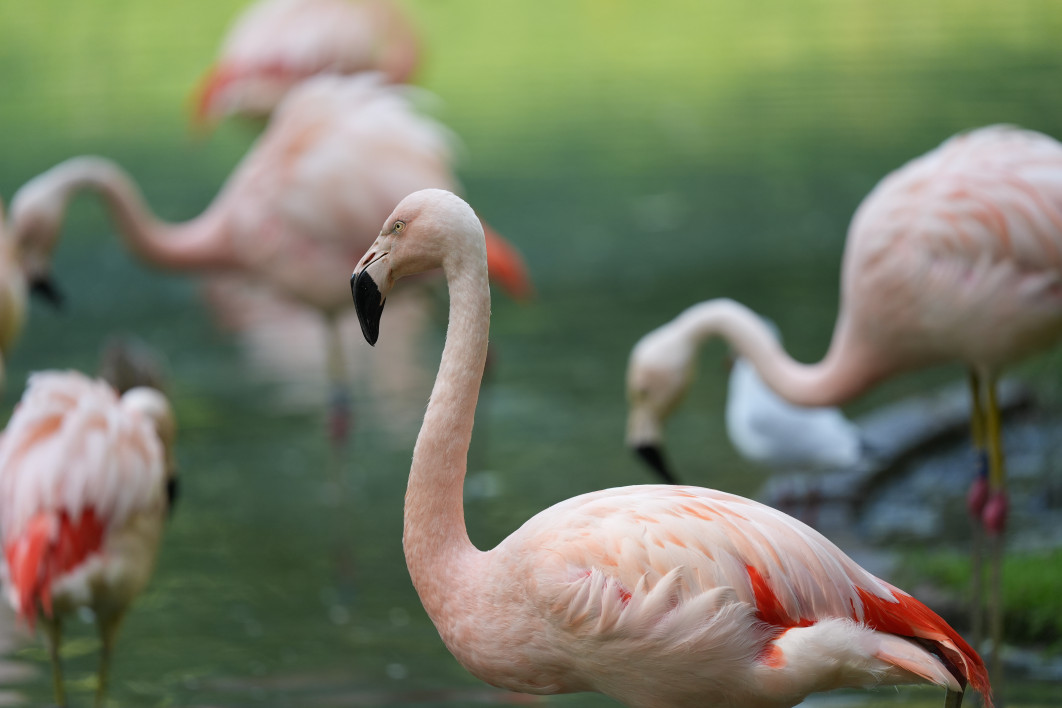 1/640 s, f/4.5, ISO 800, 400 mm