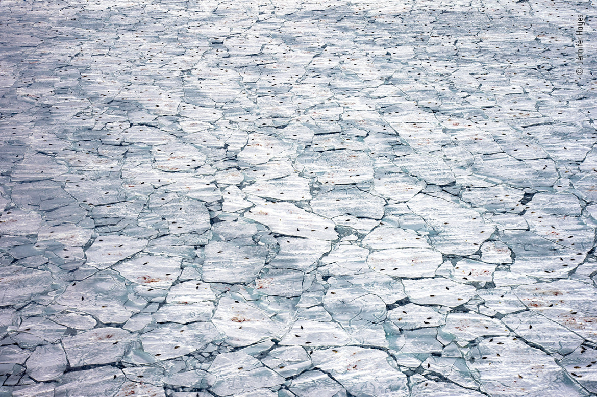 fot. Jennifer Hayes, "Nursery meltdown", nagroda w kat. Oceans: The Bigger Picture / Wildlife Photographer of the Year 2021<br></br><br></br>Zdjęcie przedstawia miejsce narodzin fok grenlandzkich. Każdej jesieni foki migrują na południe, opóźniając narodziny do czasu, gdy utworzy się lód morski. Foki są zależne od lodu, co oznacza, że zmiany klimatyczne prawdopodobnie wpłyną na przyszłe populacje.