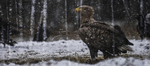 Jak fotografować dziką przyrodę zimą - radzi Łukasz Bożycki