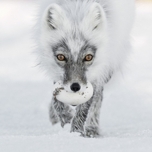 fot. Sergey Gorshkov, Arctic Treasure, Wildlife Photographer of the Year 2017