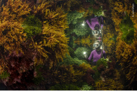 fot. Justin Gilligan, "Rich reflections", nagroda w kat. Plants and Fungi / Wildlife Photographer of the Year 2021<br></br><br></br>Na najbardziej wysuniętej na południe tropikalnej rafie koralowej Justin chciał pokazać, jak staranne zarządzanie pomaga zachować tę tętniącą życiem podwodną dżunglę. Mając tylko 40-minutowe okno, w którym warunki pływowe były odpowiednie, uchwycenie tego zdjęcia zajęło w sumie 3 dni prób i błędów.<br></br><br></br>Skutki zmian klimatu, takie jak wzrost temperatury wody, w coraz większym stopniu wpływają na rafy. Lasy wodorostów są domem setki gatunków, wychwytują węgiel, produkują tlen i pomagają chronić linie brzegowe.