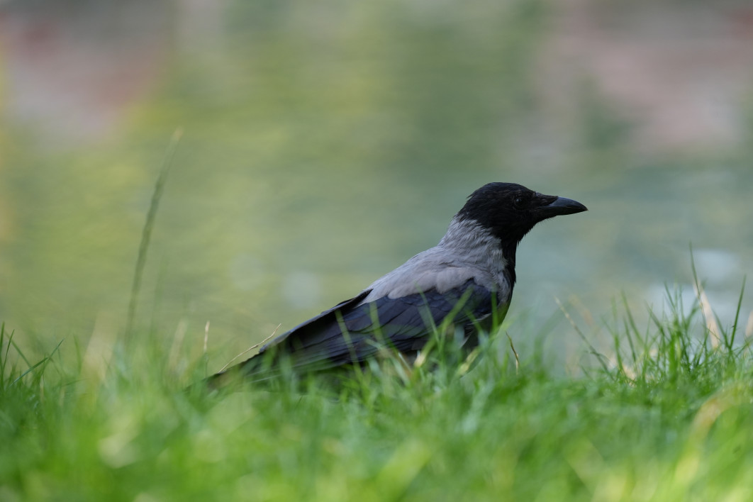 1/400 s, f/4.5, ISO 800, 400 mm