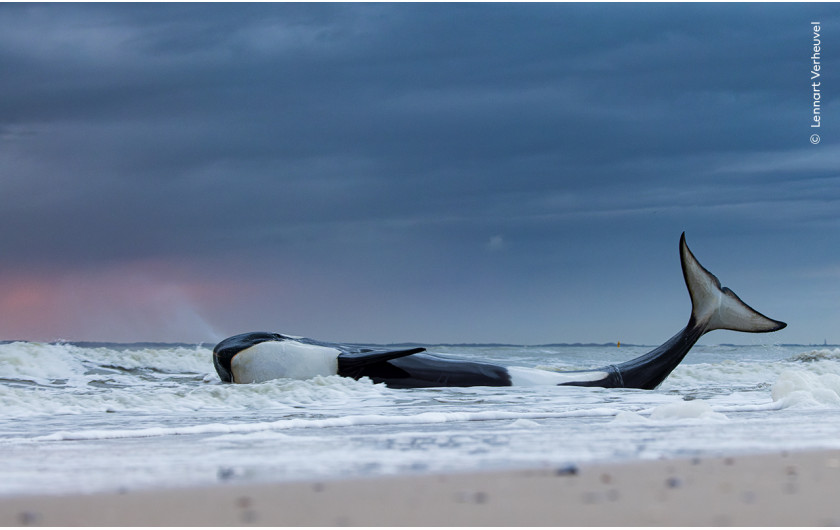 “Last gasp”, fot. Lennart Verheuvel, Holandia 
Zwycięzca w kategorii “Oceans: The Bigger Picture”  
Lennart Verheuvel sfotografował ostatnie chwile wyrzuconej na brzeg orki. Początkowo uratowana, wkrótce ponownie utknęła na plaży i zdechła. Późniejsze badania wykazały, że była nie tylko poważnie niedożywiona, ale także bardzo chora. Badania pokazują, że orki w wodach europejskich mają najwyższe na świecie stężenie polichlorowanych bifenyli. Te zakazane substancje chemiczne mogą utrzymywać się przez wiele lat w przewodach  pokarmowych, osłabiając układ odpornościowy i zmniejszając zdolność rozrodczą wielorybów, morświnów i delfinów.

    Lokalizacja: Cadzand-Bad, Zeeland, Holandia   
Szczegóły techniczne: Canon EOS R5 + Canon RF 100-500 mm f/4.5-7.1L IS USM przy 100 mm; 1/80 s; f/7.1; ISO 1250 
