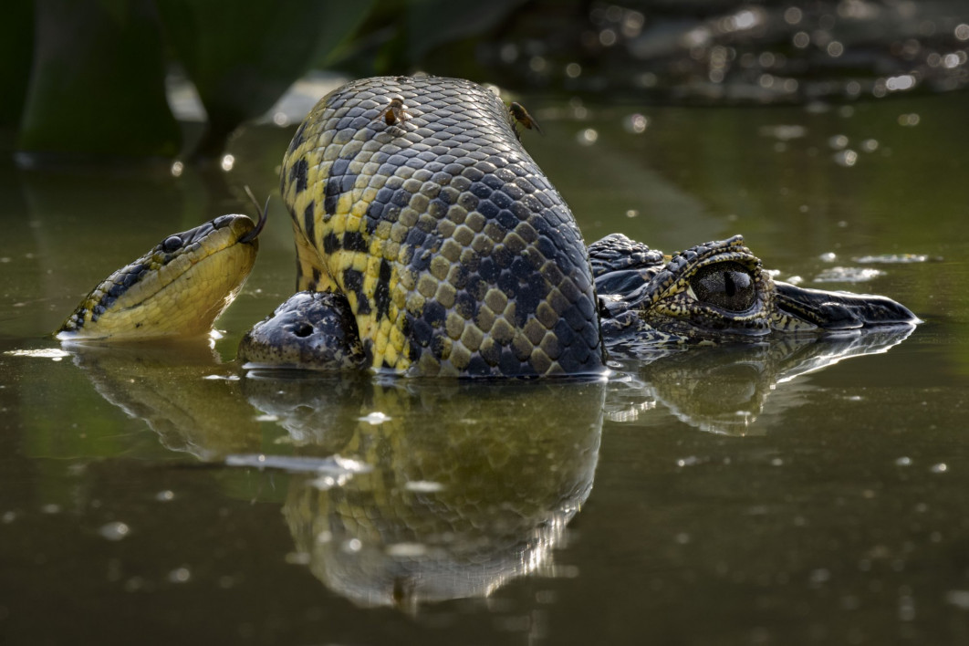 <strong>Wetland Wrestle, fot. Karine Aigner, USA, Zwycięzca w kategorii: Behaviour: Amphibians and Reptiles, Wildlife Photographer of the Year 2024</strong><br/>
Karine Aigner dostrzega skórę żółtej anakondy, która owija się wokół pyska kajmana yacaré. Grupa turystów, którą prowadziła Karine, zatrzymała się, aby sfotografować jelonkowce błotne, gdy zauważyła dziwny kształt unoszący się w wodzie. Przez lornetkę Karine szybko rozpoznała gady i obserwowała, jak walczą ze sobą.
Kajmany są wszystkożercami i zjadają też węże. Gdy anakondy stają się większe, włączają gady do swojej diety. Trudno więc określić, kto jest tutaj agresorem.
<br/>
Sprzęt: Sony A1 + 200–600 mm f/5.6–6.3; 1/400 s, f/16, ISO 800