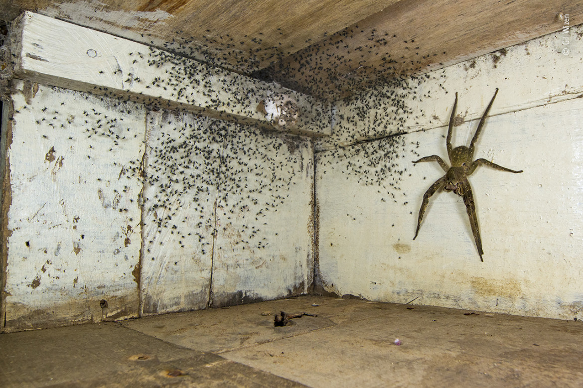 fot. Gil Wizen, "The spider room", nagroda w kat. Urban Wildlife / Wildlife Photographer of the Year 2021<br></br><br></br>Zauważywszy maleńkie pająki w swojej sypialni, Gil zajrzał pod łóżko. Tam znalazł jedneo z najbardziej jadowitych pająków na świecie - wałęsaka brazylijskiego. Zanim bezpiecznie przeniósł go na zewnątrz, sfotografował pająka wielkości ludzkiej dłoni, używając wymuszonej perspektywy, aby wydawał się jeszcze większy.<br></br><br></br>Wałęsaki brazylijskie wędrują nocą na terenach leśnych w poszukiwaniu zdobyczy, takich jak żaby i karaluchy. Ich toksyczny jad może być śmiertelny dla ssaków, w tym ludzi, ale ma również zastosowanie lecznicze.