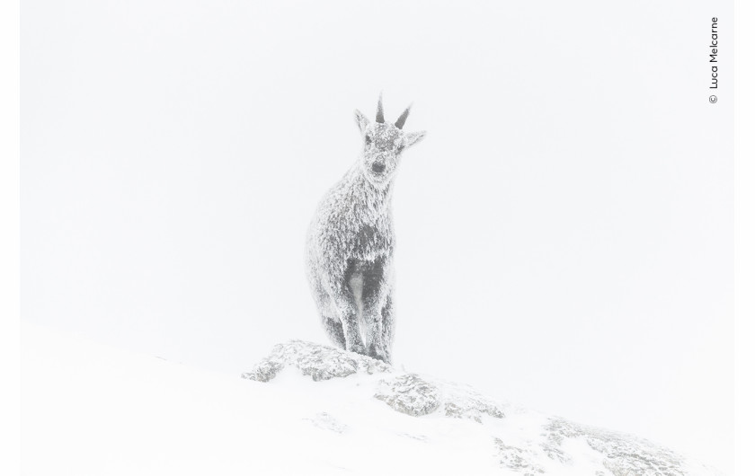 “Alpine exposure” z projektu “The ice ibex”, fot. Luca Melcarne, Francja 
Zwycięzca w kategorii “Rising Star Portfolio Award”  
Aby móc wcześnie wejść na obszar występowania koziorożca, po sześciogodzinnej jeździe na nartach Luca spędził mroźną noc w tymczasowym schronisku we francuskich Alpach. Zanim wykonał ten portret koziorożca, musiał rozmrozić aparat swoim oddechem.
Luca Melcarne w pełni wykorzystuje swoje umiejętności przewodnika górskiego, aby odkryć fascynujące życie alpejskich zwierząt.  Urodzony u podnóża gór Vercors we Francji, Luca jest profesjonalnym przewodnikiem górskim i fotografem przyrody. Jest uzależniony od zimna. Zwycięskie portfolio przedstawia zwierzęta żyjące w Regionalnym Parku Przyrody Vercors, gdzie Luca mieszka i pracuje. Jego niezwykłe zdjęcia pokazują, że cierpliwość, wytrwałość i pasja są nieodzownymi elementami fotografii dzikiej przyrody.   

Lokalizacja: Regionalny Park Przyrody Vercors, Rodan-Alpy, Francja
 Szczegóły techniczne: Nikon D850 + Nikkor AF-S 600 mm f/4E FL ED VR; 1/5000 s; f/4,5; ISO 640  
