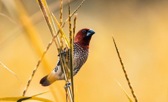 Rozwiń fotograficzne skrzydła! Oto, jak fotografować ptaki