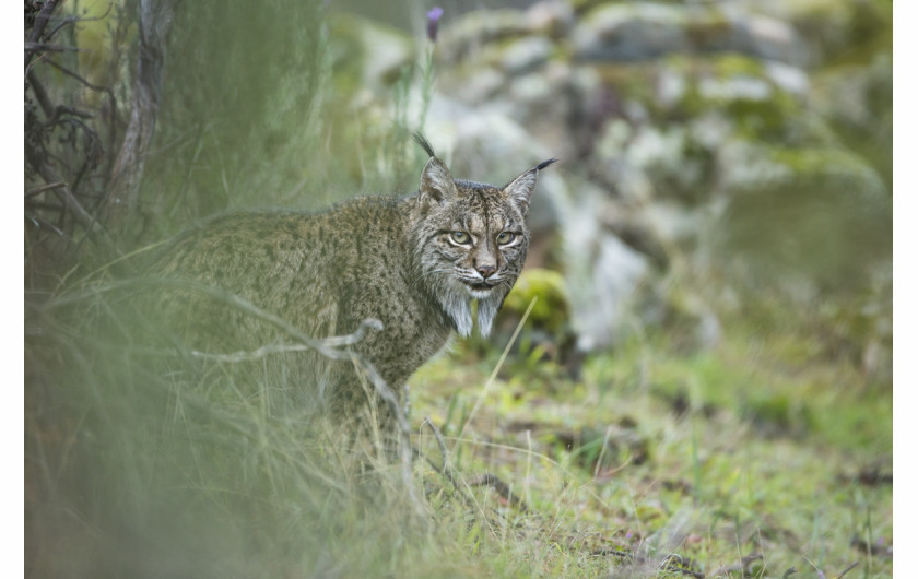 fot. Laura Albiac Vilas, Glimpse of a Lynx / Wildlife Photographer of the Year 2017