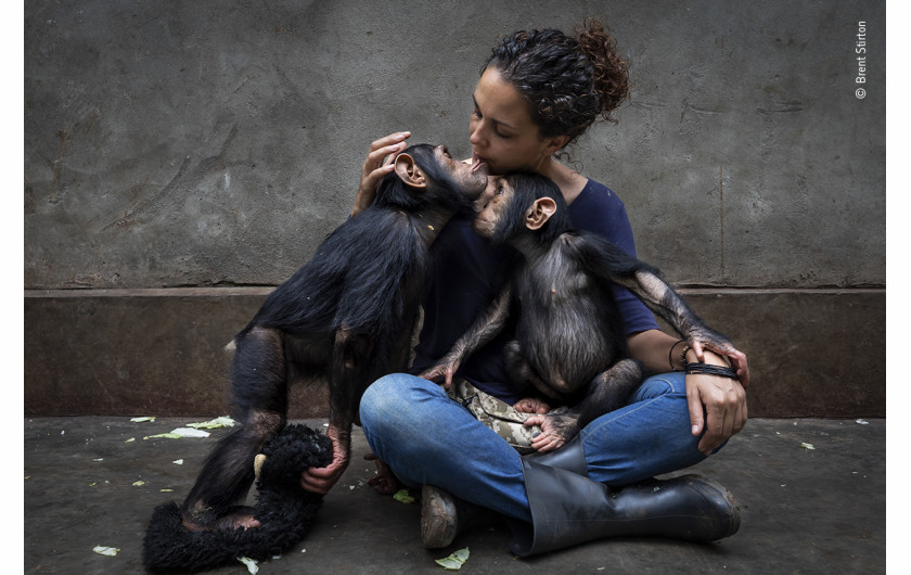 fot. Brent Stirton, z cyklu Community Care, nagroda Photojournalist Story Award / Wildlife Photographer of the Year 2021Brent Stirton (RPA) przedstawia ośrodek rehabilitacyjny opiekujący się szympansami osieroconymi w związku z działalnością kłusowników.Dyrektor ośrodka siedzi z nowo uratowanym szympansem i powoli przedstawia go innym. Młode szympansy otrzymują indywidualną opiekę, aby złagodzić ich psychologiczną i fizyczną traumę. Te szympansy mają szczęście. Zwykle udaje się uratować mniej niż jednego na 10 szympansów, które straciły rodziców.