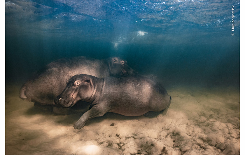 “Hippo nursery”, fot. Mike Korostelev, Rosja 
Zwycięzca w kategorii “Underwater”   
Hipopotamica i jej dwójka potomstwa odpoczywają w płytkim jeziorze z czystą wodą.  Przez ponad dwa lata Mike odwiedzał hipopotamy w tym jeziorze i wiedział, że są one przyzwyczajone do jego łodzi. Spędził z nimi zaledwie 20 sekund pod wodą - wystarczająco dużo czasu, aby zrobić to zdjęcie z bezpiecznej odległości i nie zaniepokoić matki.  Hipopotamy rodzą jedno młode co dwa do trzech lat. Ich wolno rosnąca populacja jest szczególnie narażona na degradację siedlisk, suszę i nielegalne polowania na mięso i kość słoniową z ich zębów. 
 Lokalizacja: Kosi Bay, iSimangaliso Wetland Park, Republika Południowej Afryki 
Szczegóły techniczne: Canon EOS 5D Mark III + Canon EF 17-40 mm f/4L USM; 1/320 s; f/7.1; ISO 640; obudowa Seacam
