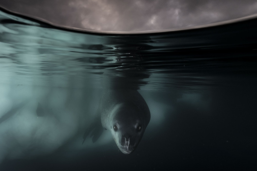 <strong>Under the Waterlin, fot. Matthew Smith, UK/Australia, Zwycięzca w kategorii: Underwater, Wildlife Photographer of the Year 2024
</strong><br/>
Matthew Smith ostrożnie fotografuje ciekawskiego lamparta morskiego pod lodem Antarktydy.
Matthew użył przeprojektowanej obudowy, aby uzyskać ten podzielony obraz. Było to jego pierwsze spotkanie z lampartem morskim. Chociaż lamparty morskie są szeroko rozpowszechnione, cofający się lód morski i ocieplenie wód oznaczają, że kryl i pingwiny - ich główne źródła pożywienia - podupadają.
<br/>
Sprzęt: Nikon Z7 II + 14–30 mm f/4; 1/200 s, f/11, ISO 640; Aquatica AZ6/7