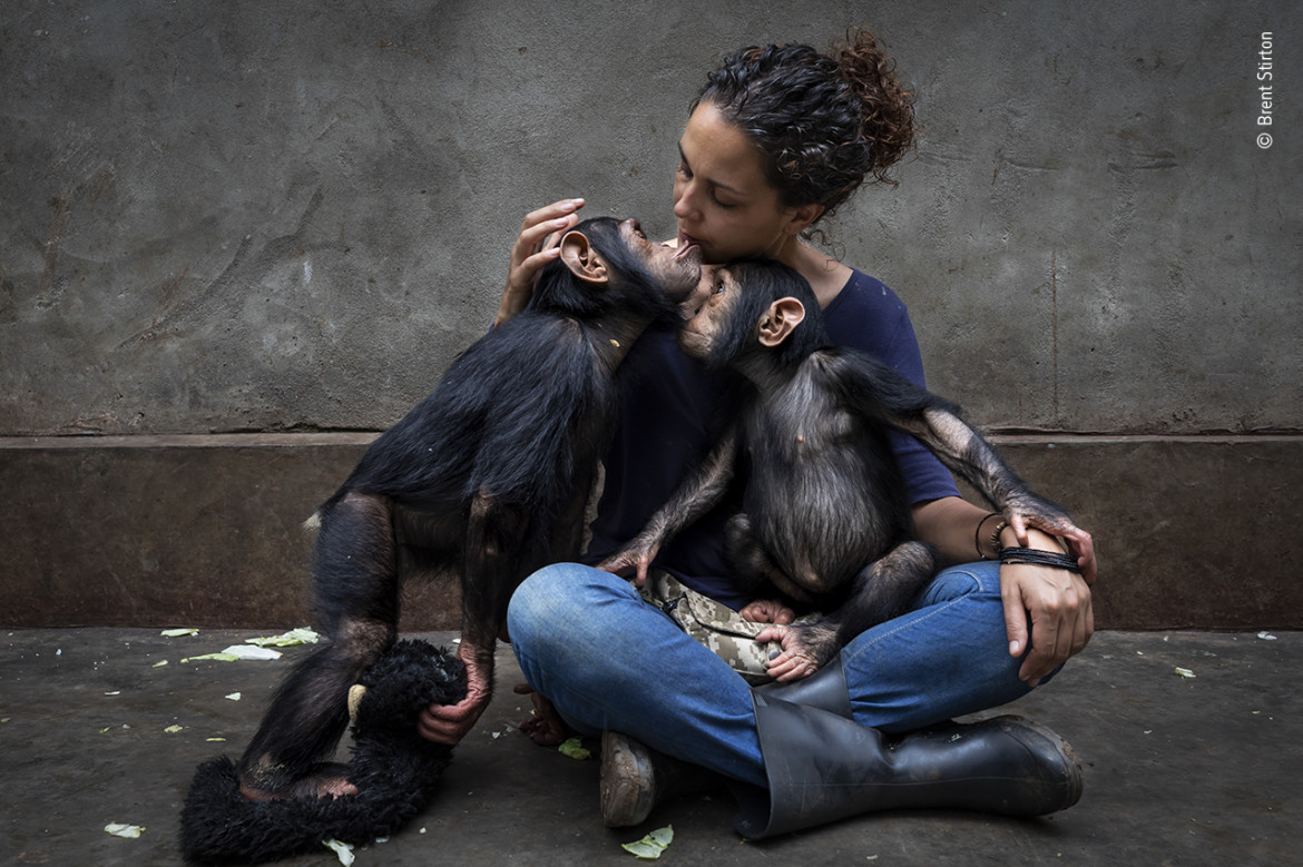 fot. Brent Stirton, z cyklu "Community Care", nagroda Photojournalist Story Award / Wildlife Photographer of the Year 2021<br></br><br></br>Brent Stirton (RPA) przedstawia ośrodek rehabilitacyjny opiekujący się szympansami osieroconymi w związku z działalnością kłusowników.<br></br><br></br>Dyrektor ośrodka siedzi z nowo uratowanym szympansem i powoli przedstawia go innym. Młode szympansy otrzymują indywidualną opiekę, aby złagodzić ich psychologiczną i fizyczną traumę. Te szympansy mają szczęście. Zwykle udaje się uratować mniej niż jednego na 10 szympansów, które straciły rodziców.