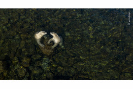 fot. Martin Gregus, z cyklu "Land time for sea bears", nagroda Rising Star Portfolio Award / Wildlife Photographer of the Year 2021<br></br><br></br>Martin Gregus (Kanada/Słowacja) pokazuje niedźwiedzie polarne w nieco innym świetle. W upalny letni dzień dwie samice niedźwiedzi polarnych wybrały się na płytkie wody międzypływowe, aby się ochłodzić i pobawić. Aby uchwycić ten moment, użył drona. Dla niego kształt serca symbolizuje więź między niedźwiedzim rodzeństwem oraz „miłość, jaką jako ludzie zawdzięczamy światu przyrody”.