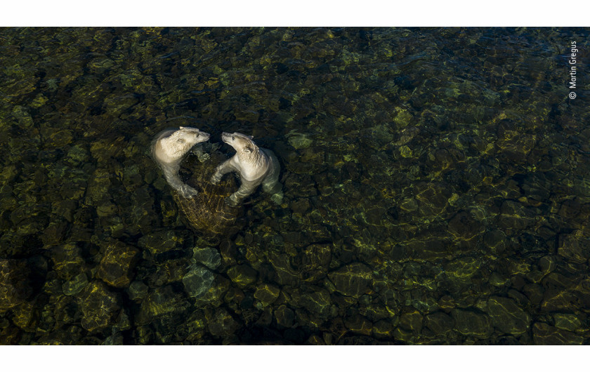 fot. Martin Gregus, z cyklu Land time for sea bears, nagroda Rising Star Portfolio Award / Wildlife Photographer of the Year 2021Martin Gregus (Kanada/Słowacja) pokazuje niedźwiedzie polarne w nieco innym świetle. W upalny letni dzień dwie samice niedźwiedzi polarnych wybrały się na płytkie wody międzypływowe, aby się ochłodzić i pobawić. Aby uchwycić ten moment, użył drona. Dla niego kształt serca symbolizuje więź między niedźwiedzim rodzeństwem oraz „miłość, jaką jako ludzie zawdzięczamy światu przyrody”.