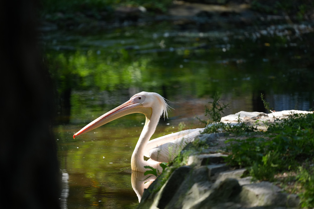 1/1600 s, f/4.5, ISO 800, 400 mm