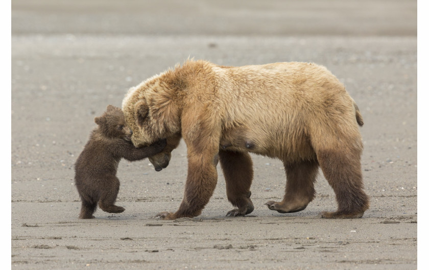 fot. Ashleigh Scully, Bear Hug / Wildlife Photographer of the Year 2017