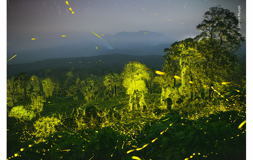 “Lights fantastic”, fot. Sriram Murali, Indie 
Zwycięzca w kategorii “Behaviour: Invertebrates”   

Zdjęcie przedstawia nocne niebo i las oświetlony świetlikami.  Sriram połączył pięćdziesiąt 19-sekundowych ekspozycji, aby pokazać błyski świetlików w lesie w pobliżu jego rodzinnego miasta. Świetliki rozpoczynają aktywność o zmierzchu, gdy jest ich zaledwie kilka, po czym ich częstotliwość wzrasta i pulsują zgodnie w całym lesie jak fala. Za pomocą bioluminescencji świetliki, które w rzeczywistości są chrząszczami, przyciągają partnerów. Ciemność jest niezbędnym składnikiem tego procesu. Zanieczyszczenie światłem wpływa na wiele nocnych stworzeń, ale świetliki są na nie szczególnie podatne.  
Lokalizacja: Rezerwat tygrysów Anamalai, Tamil Nadu, Indie  
Szczegóły techniczne: Canon EOS 6D + Canon EF 24 mm f/1.4L USM; 19 s; f2; wielokrotna ekspozycja; ISO 6400; statyw Manfrotto
