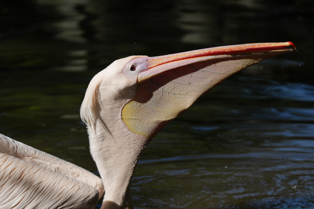 1/3200 s, f/4.5, ISO 400, 400 mm