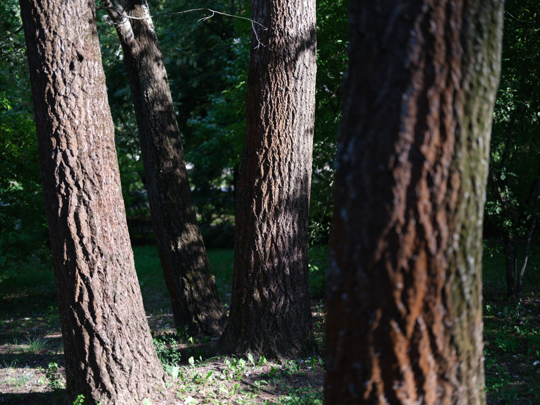 1/350 s, f/1.7, ISO 80, 55 mm