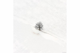 fot. Filip Wolak "Lone Tree"