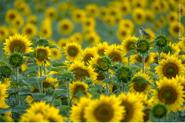 fot. Andrés Luis Dominguez Blanco, "Sunflower Songbird", nagroda w kat. 11-14 lat / Wildlife Photographer of the Year 2021