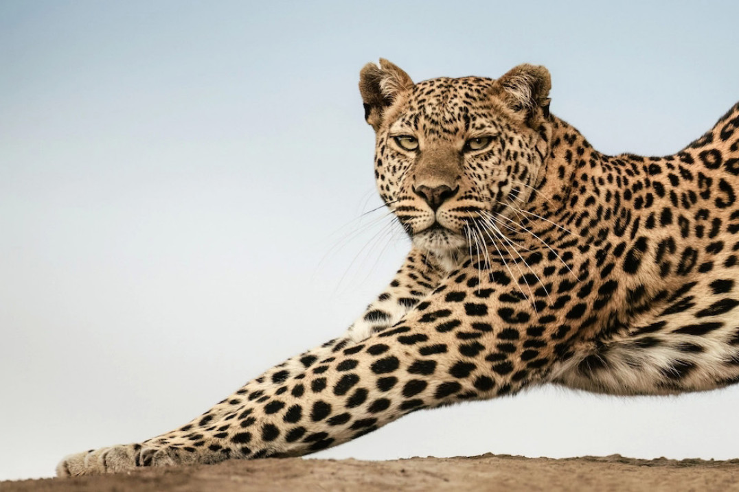 Greatest Maasai Mara Photographer of the Year  - nagrodzono najlepsze zdjęcia wykonane w słynnym afrykańskim rezerwacie przyrody