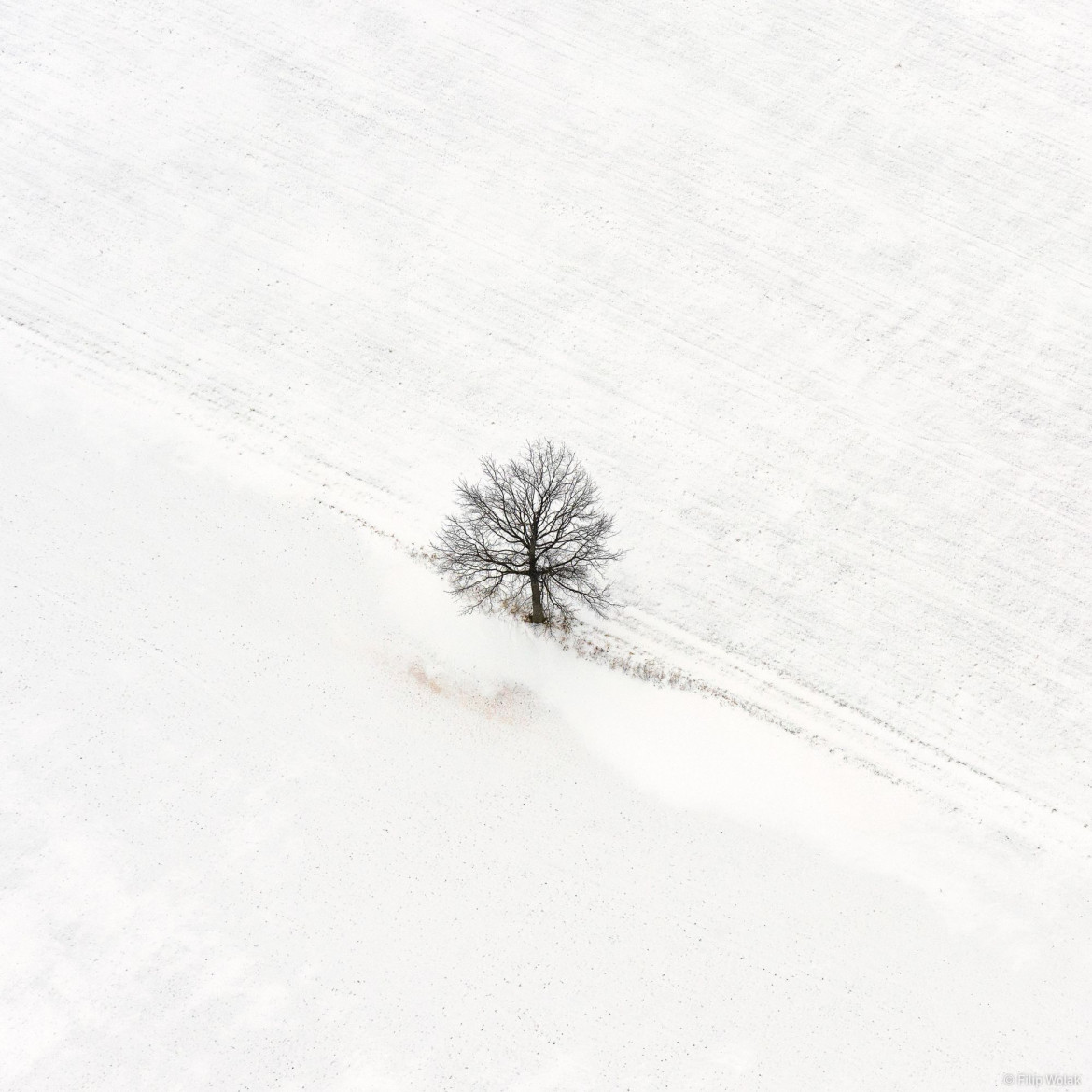 fot. Filip Wolak "Lone Tree"