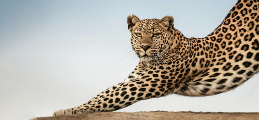 Greatest Maasai Mara Photographer of the Year  - nagrodzono najlepsze zdjęcia wykonane w słynnym afrykańskim rezerwacie przyrody