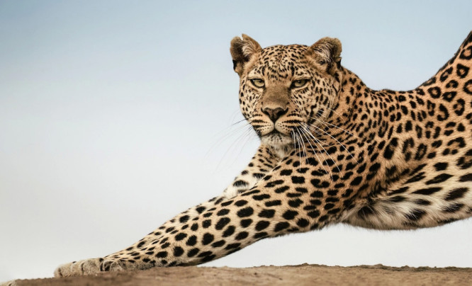 Greatest Maasai Mara Photographer of the Year  - nagrodzono najlepsze zdjęcia wykonane w słynnym afrykańskim rezerwacie przyrody