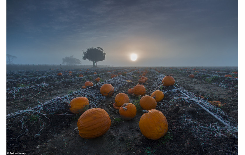 © Andrew Newey, I miejsce w kategorii Food in the Field